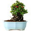 Chaenomeles speciosa, 17 cm, ± 30 Jahre alt, mit roten Blüten, in einem chinesischen Formtopf von Yixing