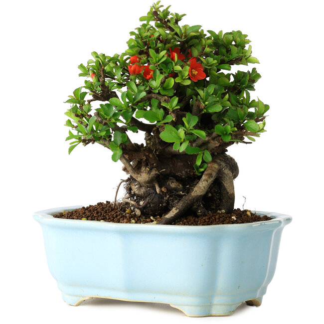 Chaenomeles speciosa, 17 cm, ± 30 años, con flores rojas, en una maceta china moldeada por Yixing