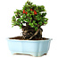 Chaenomeles speciosa, 17 cm, ± 30 Jahre alt, mit roten Blüten, in einem chinesischen Formtopf von Yixing