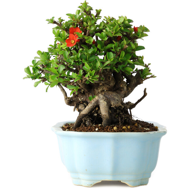 Chaenomeles speciosa, 17 cm, ± 30 anni, con fiori rossi, in un vaso cinese modellato da Yixing