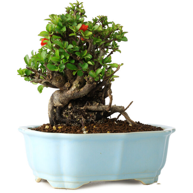 Chaenomeles speciosa, 17 cm, ± 30 años, con flores rojas, en una maceta china moldeada por Yixing