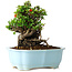 Chaenomeles speciosa, 17 cm, ± 30 Jahre alt, mit roten Blüten, in einem chinesischen Formtopf von Yixing