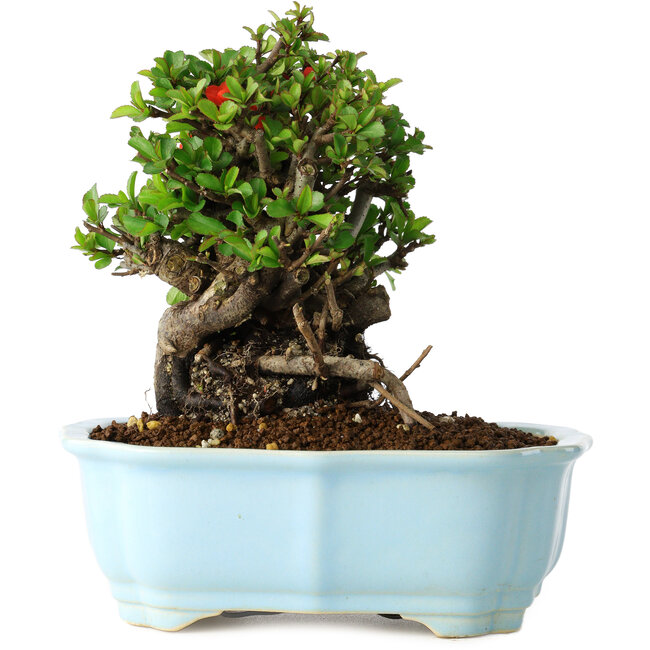 Chaenomeles speciosa, 17 cm, ± 30 jaar oud, met rode bloemen, in een Chinese gegoten pot van Yixing