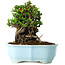 Chaenomeles speciosa, 17 cm, ± 30 Jahre alt, mit roten Blüten, in einem chinesischen Formtopf von Yixing
