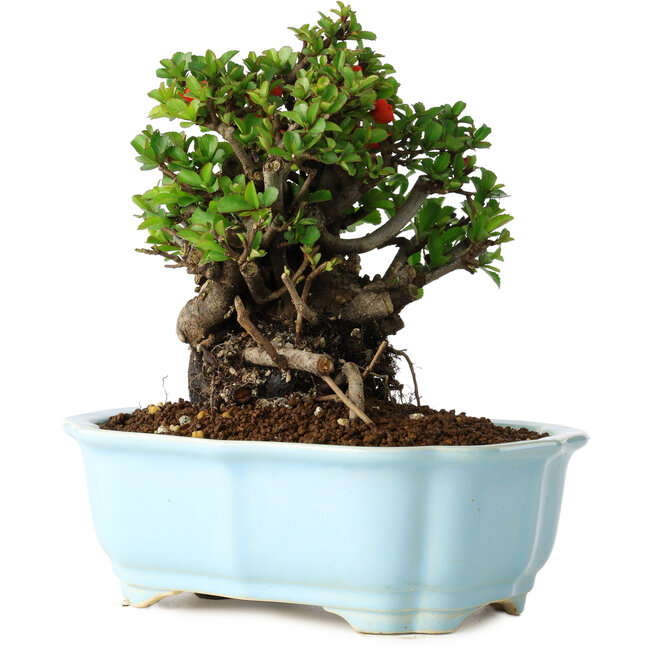 Chaenomeles speciosa, 17 cm, ± 30 anni, con fiori rossi, in un vaso cinese modellato da Yixing