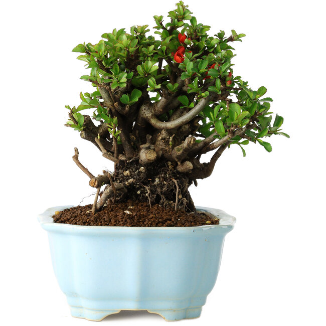 Chaenomeles speciosa, 17 cm, ± 30 years old, with red flowers, in a Chinese molded pot by Yixing
