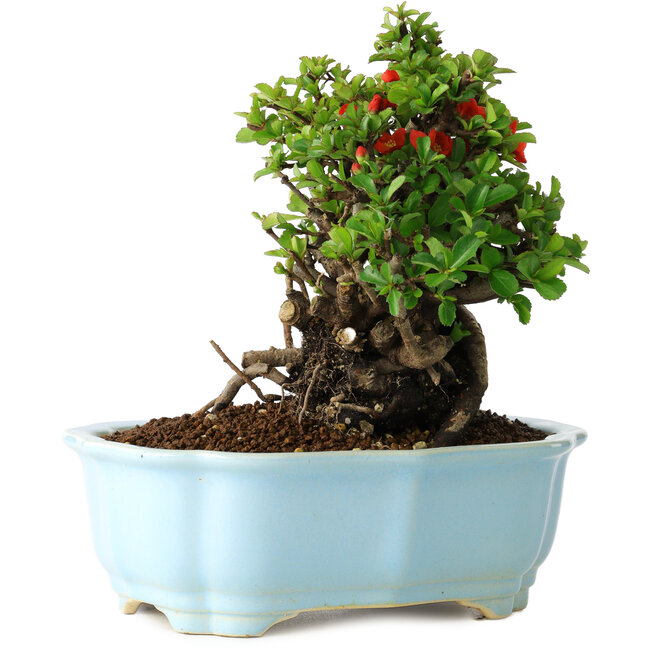 Chaenomeles speciosa, 17 cm, ± 30 años, con flores rojas, en una maceta china moldeada por Yixing