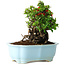 Chaenomeles speciosa, 17 cm, ± 30 Jahre alt, mit roten Blüten, in einem chinesischen Formtopf von Yixing