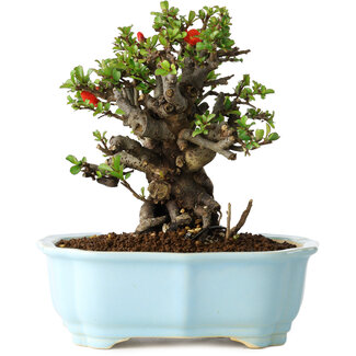 Yixing Chaenomeles speciosa, 16 cm, ± 30 jaar oud