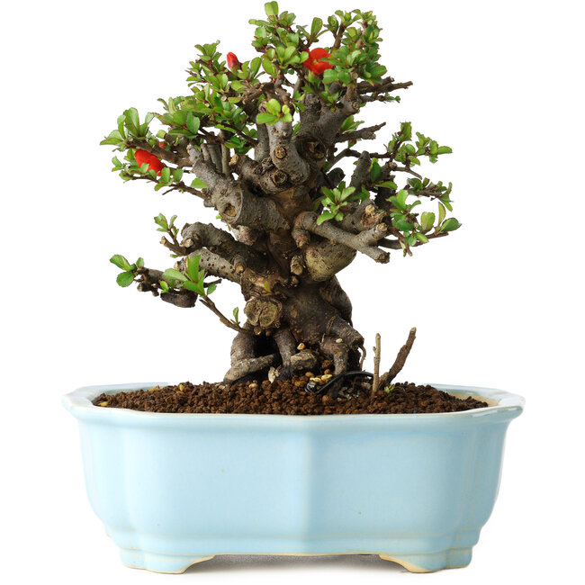 Chaenomeles speciosa, 16 cm, ± 30 Jahre alt, mit roten Blüten, in einem chinesischen Formtopf von Yixing