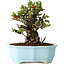 Chaenomeles speciosa, 16 cm, ± 30 years old, with red flowers, in a Chinese molded pot by Yixing