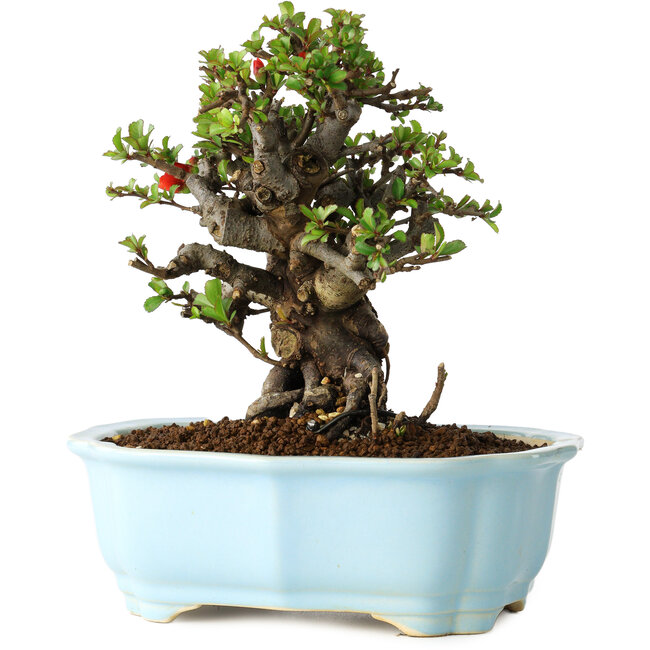 Chaenomeles speciosa, 16 cm, ± 30 anni, con fiori rossi, in un vaso cinese modellato da Yixing