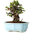 Chaenomeles speciosa, 16 cm, ± 30 Jahre alt, mit roten Blüten, in einem chinesischen Formtopf von Yixing