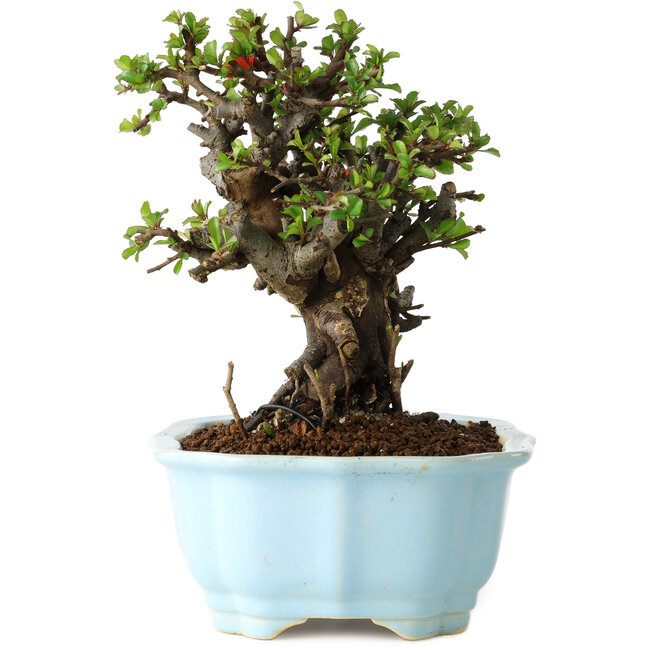 Chaenomeles speciosa, 16 cm, ± 30 anni, con fiori rossi, in un vaso cinese modellato da Yixing