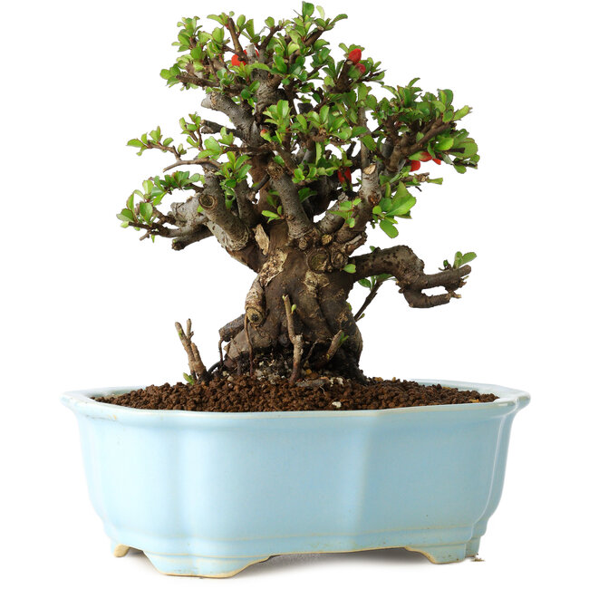 Chaenomeles speciosa, 16 cm, ± 30 años, con flores rojas, en una maceta china moldeada por Yixing