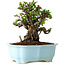 Chaenomeles speciosa, 16 cm, ± 30 years old, with red flowers, in a Chinese molded pot by Yixing