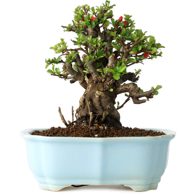Chaenomeles speciosa, 16 cm, ± 30 Jahre alt, mit roten Blüten, in einem chinesischen Formtopf von Yixing
