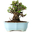Chaenomeles speciosa, 16 cm, ± 30 years old, with red flowers, in a Chinese molded pot by Yixing