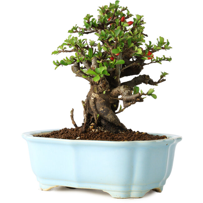 Chaenomeles speciosa, 16 cm, ± 30 años, con flores rojas, en una maceta china moldeada por Yixing