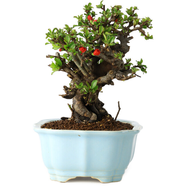 Chaenomeles speciosa, 16 cm, ± 30 años, con flores rojas, en una maceta china moldeada por Yixing