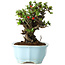 Chaenomeles speciosa, 16 cm, ± 30 years old, with red flowers, in a Chinese molded pot by Yixing