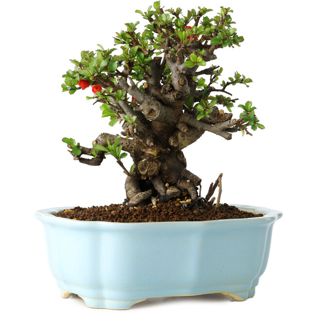 Chaenomeles speciosa, 16 cm, ± 30 años, con flores rojas, en una maceta china moldeada por Yixing