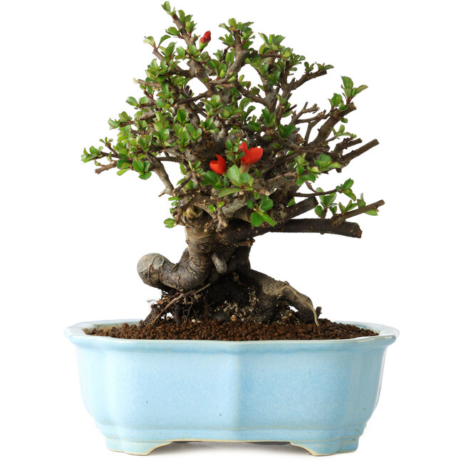 Chaenomeles speciosa, 20 cm, ± 30 Jahre alt, mit roten Blüten, in einem chinesischen Formtopf von Yixing