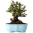 Chaenomeles speciosa, 20 cm, ± 30 Jahre alt, mit roten Blüten, in einem chinesischen Formtopf von Yixing
