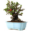 Chaenomeles speciosa, 20 cm, ± 30 Jahre alt, mit roten Blüten, in einem chinesischen Formtopf von Yixing