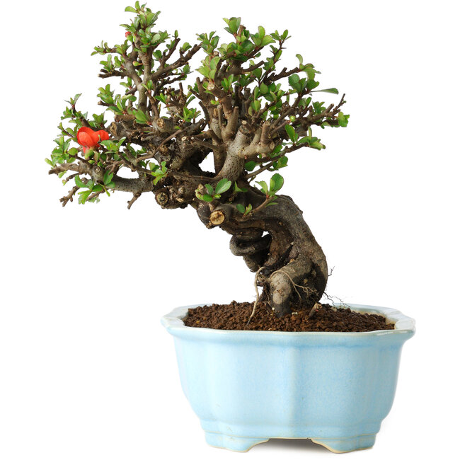 Chaenomeles speciosa, 20 cm, ± 30 years old, with red flowers, in a Chinese molded pot by Yixing