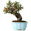 Chaenomeles speciosa, 20 cm, ± 30 Jahre alt, mit roten Blüten, in einem chinesischen Formtopf von Yixing