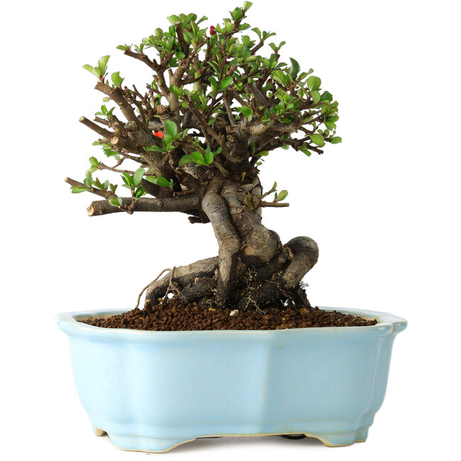 Chaenomeles speciosa, 20 cm, ± 30 years old, with red flowers, in a Chinese molded pot by Yixing