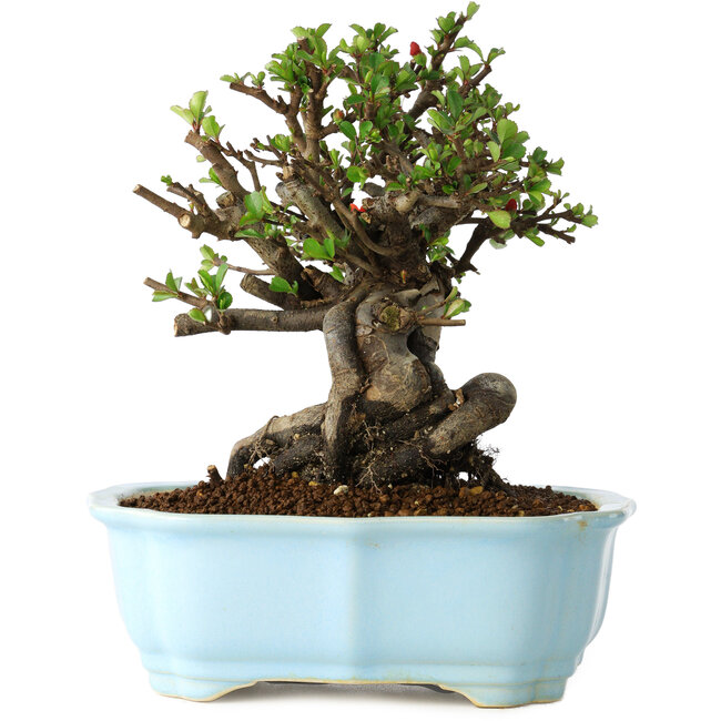 Chaenomeles speciosa, 20 cm, ± 30 years old, with red flowers, in a Chinese molded pot by Yixing