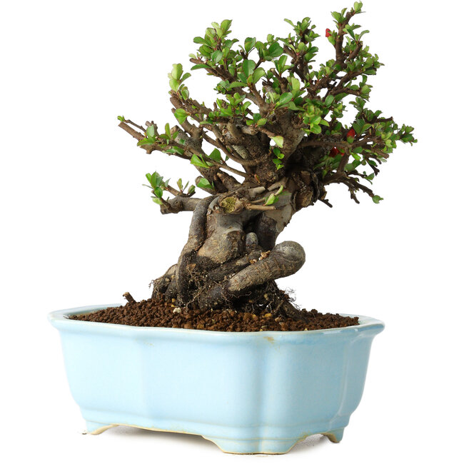 Chaenomeles speciosa, 20 cm, ± 30 anni, con fiori rossi, in un vaso cinese modellato da Yixing