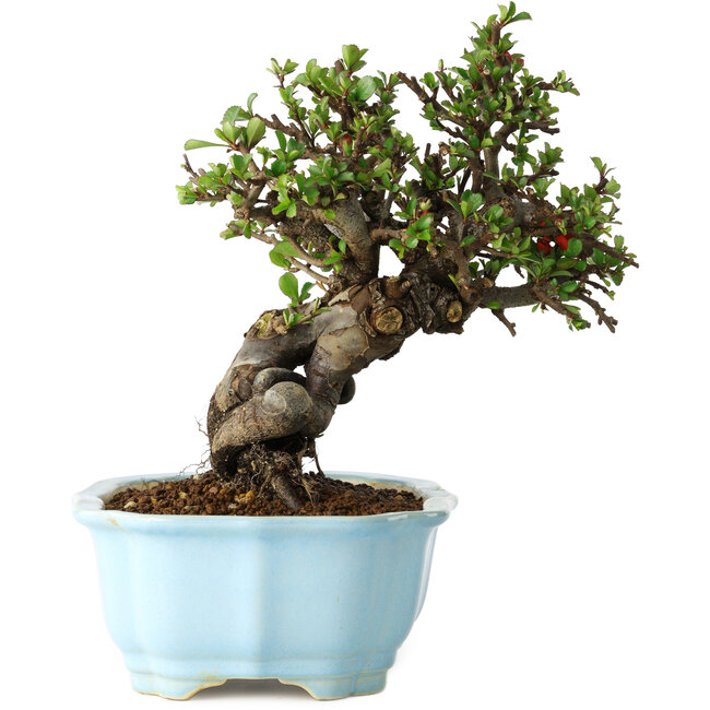 Chaenomeles speciosa, 20 cm, ± 30 ans, à fleurs rouges, dans un pot moulé chinois de Yixing