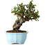 Chaenomeles speciosa, 20 cm, ± 30 jaar oud, met rode bloemen, in een Chinese gegoten pot van Yixing