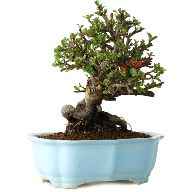 Chaenomeles speciosa, 20 cm, ± 30 anni, con fiori rossi, in un vaso cinese modellato da Yixing