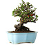 Chaenomeles speciosa, 20 cm, ± 30 Jahre alt, mit roten Blüten, in einem chinesischen Formtopf von Yixing