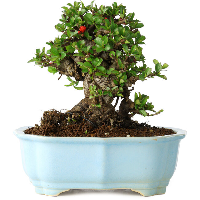 Chaenomeles speciosa, 17 cm, ± 30 años, con flores rojas, en una maceta china moldeada por Yixing