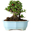 Chaenomeles speciosa, 17 cm, ± 30 años, con flores rojas, en una maceta china moldeada por Yixing