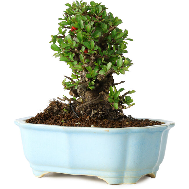 Chaenomeles speciosa, 17 cm, ± 30 anni, con fiori rossi, in un vaso cinese modellato da Yixing