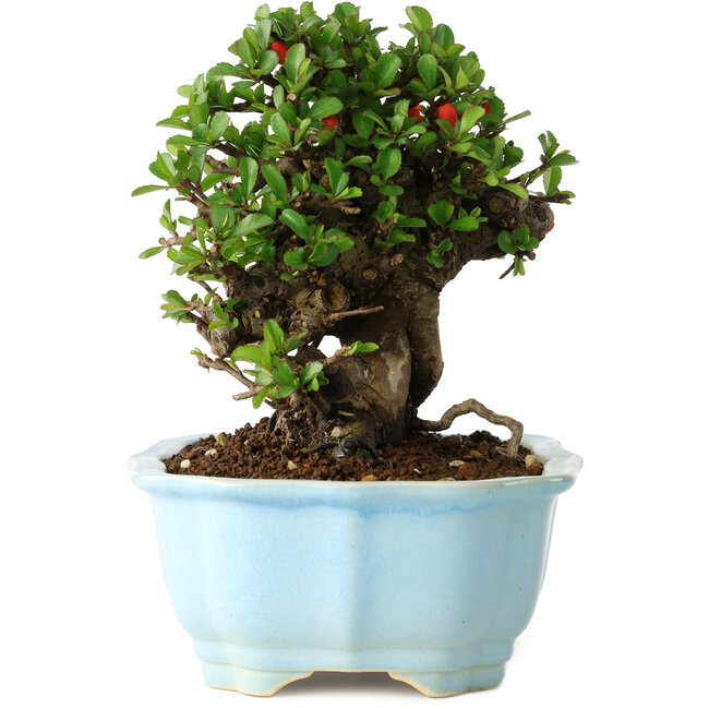 Chaenomeles speciosa, 17 cm, ± 30 años, con flores rojas, en una maceta china moldeada por Yixing