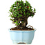 Chaenomeles speciosa, 17 cm, ± 30 años, con flores rojas, en una maceta china moldeada por Yixing