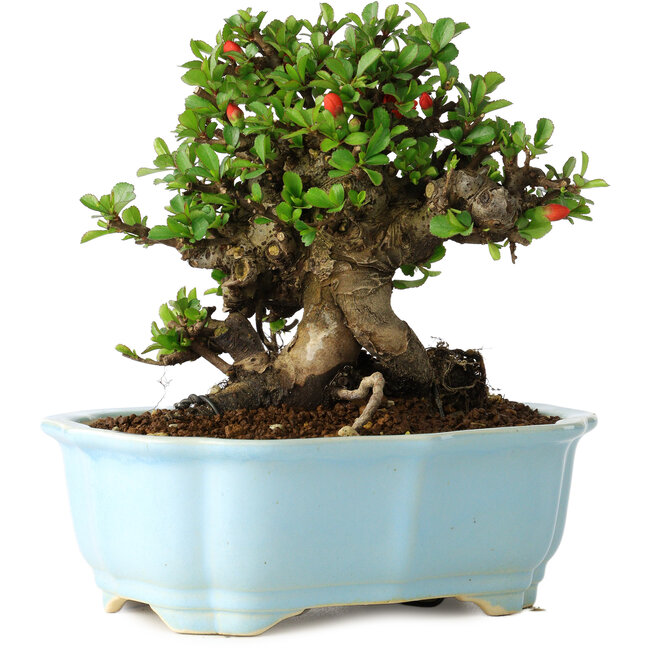 Chaenomeles speciosa, 17 cm, ± 30 jaar oud, met rode bloemen, in een Chinese gegoten pot van Yixing