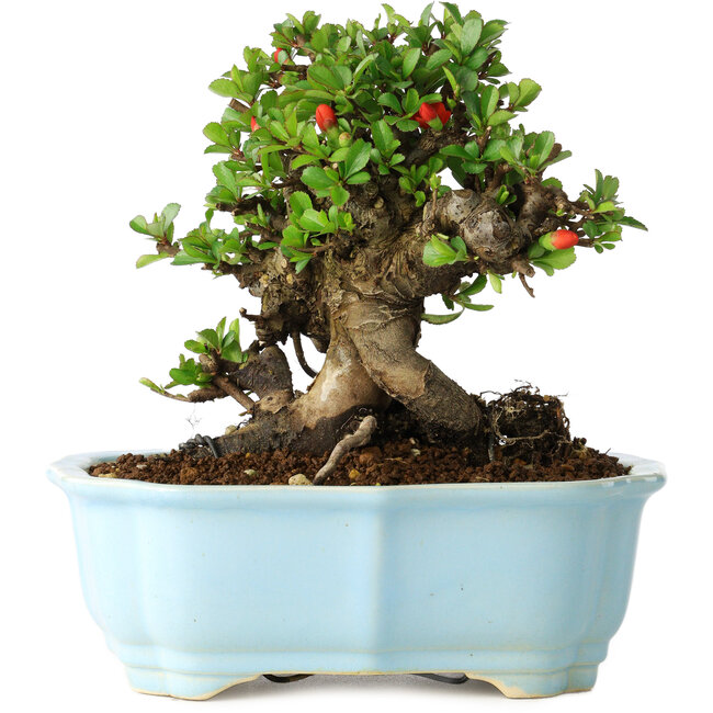 Chaenomeles speciosa, 17 cm, ± 30 jaar oud, met rode bloemen, in een Chinese gegoten pot van Yixing