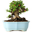 Chaenomeles speciosa, 17 cm, ± 30 años, con flores rojas, en una maceta china moldeada por Yixing