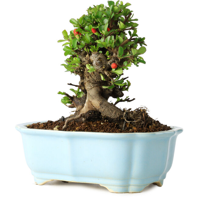 Chaenomeles speciosa, 17 cm, ± 30 ans, à fleurs rouges, dans un pot moulé chinois de Yixing