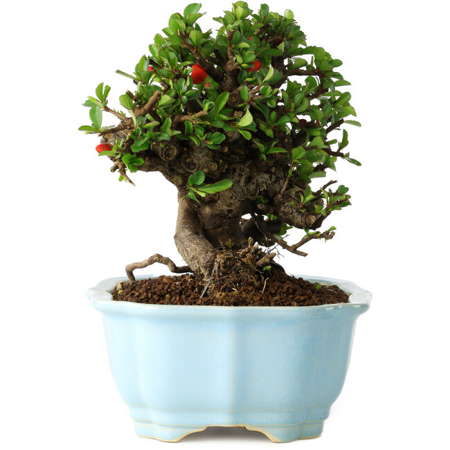 Chaenomeles speciosa, 17 cm, ± 30 anni, con fiori rossi, in un vaso cinese modellato da Yixing
