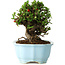 Chaenomeles speciosa, 17 cm, ± 30 años, con flores rojas, en una maceta china moldeada por Yixing