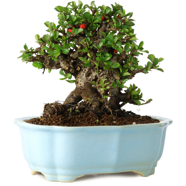 Chaenomeles speciosa, 17 cm, ± 30 años, con flores rojas, en una maceta china moldeada por Yixing